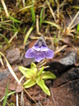SX18221 Common Butterwort (Pinguicula vulgaris) small flower.jpg